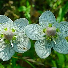 photo "White asterisks"