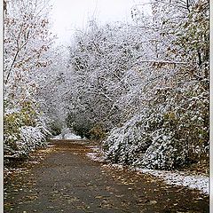 photo "First snow"