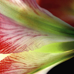 photo "Flower Trumpet"