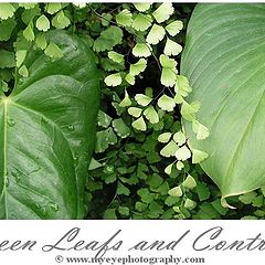 photo "green leafs and contrast"