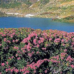 photo "Flowers of Andorra"