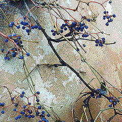 photo "Wild grapes"