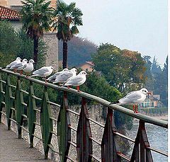 photo "gulls"