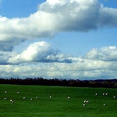 photo "Counting sheep"