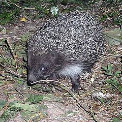 photo "The night visitor"