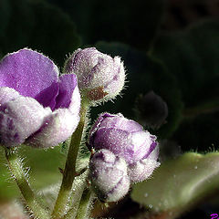 photo "Unshaved flowers"