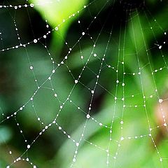 photo "the Web"
