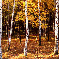 photo "Birch in Fall"