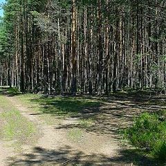 photo "Wood roads"