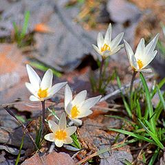 photo "First flowers"