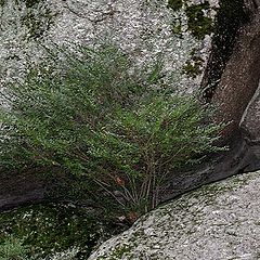 photo "the green branche"
