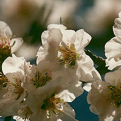 photo "**Flowers of almond-tree**"
