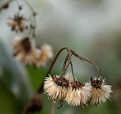 photo "My dead Flower"