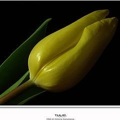 фото "Tulip"