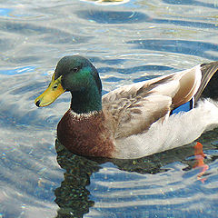 photo "Why a Duck?"