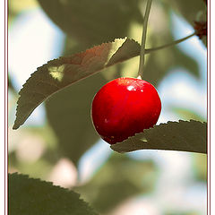 photo "Cherry for a relaxation"