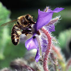 photo "abeja"