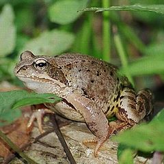 photo "Tsarevna a frog."