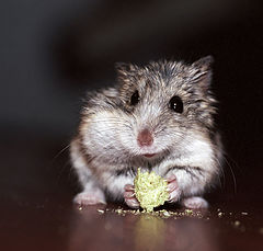 photo "The hamster – it also is a hamster"