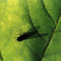 photo "Fly on the leaf"