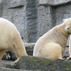 photo "Three Bears"