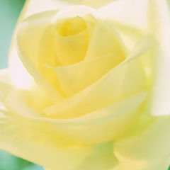 photo "Yellow tenderness"