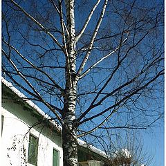 фото "the spring birch"