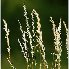 photo "Sunny blades of grass"