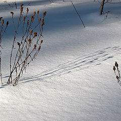 photo "Shadows"