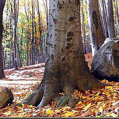 photo "Forest 1"