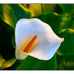 photo "White flower"