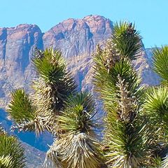 photo "Desert scene"