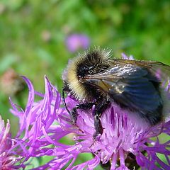 photo "Bee"