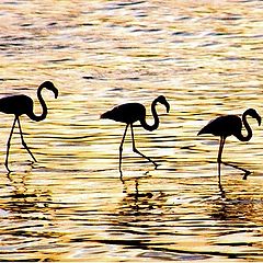 фото "Wave Dancing"