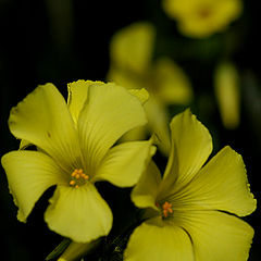 photo "Yellow flowers"