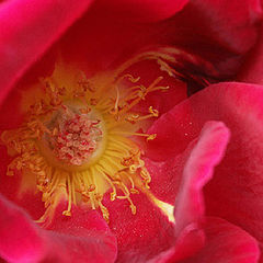 photo "red velvet begonia"