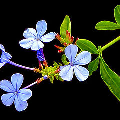 photo "Little blue flowers"