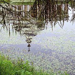 photo "Pond in Kuskovo"