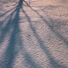 photo "Shadow on the snow"