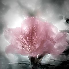 фото "Life Within"