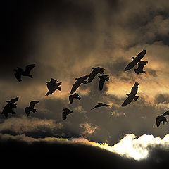 photo "Birdflight"