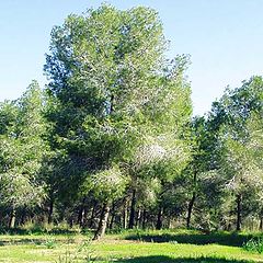 photo "The Spring Forest"