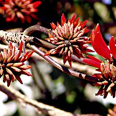 photo "The flowering tree"