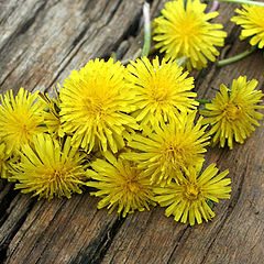 photo "Bouquet For Mommy"