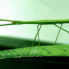 фото "walking stick"