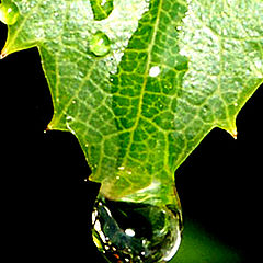 photo "an waterdrop"