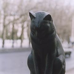 фото "Black cat"