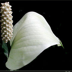 фото "white beauty"