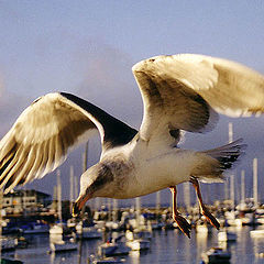 photo "Jonathan Livingston Seagull"