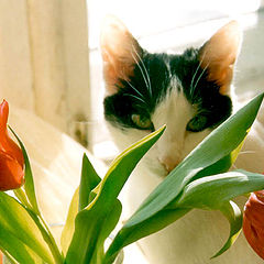 photo "flower cat"